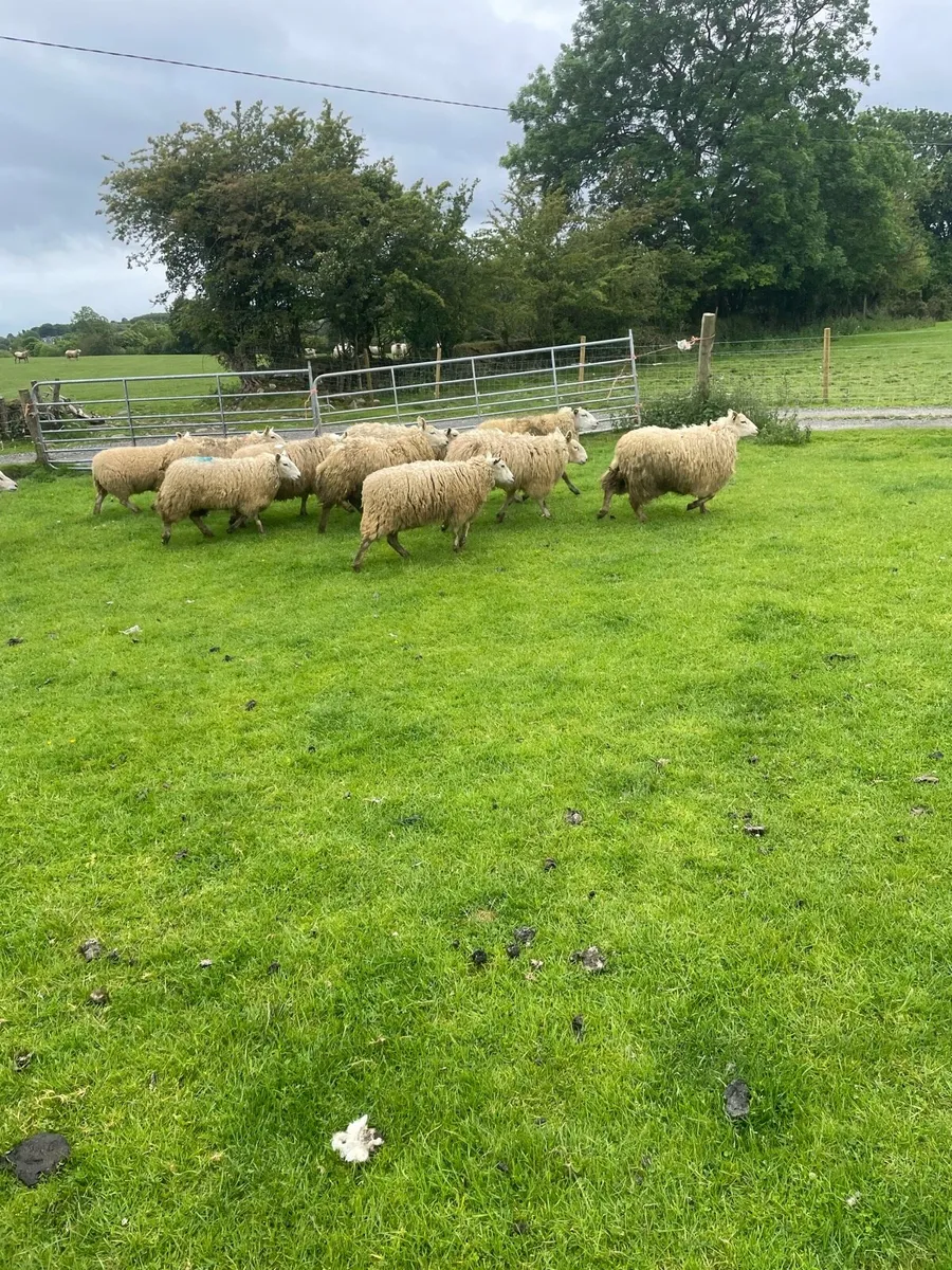 Ewe hoggets - Image 3