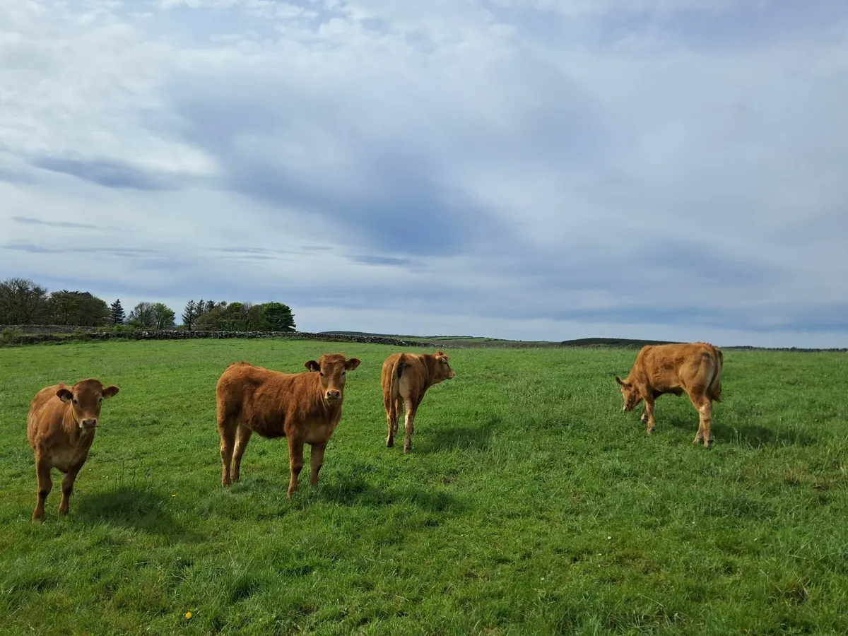 Livestock - Image 2