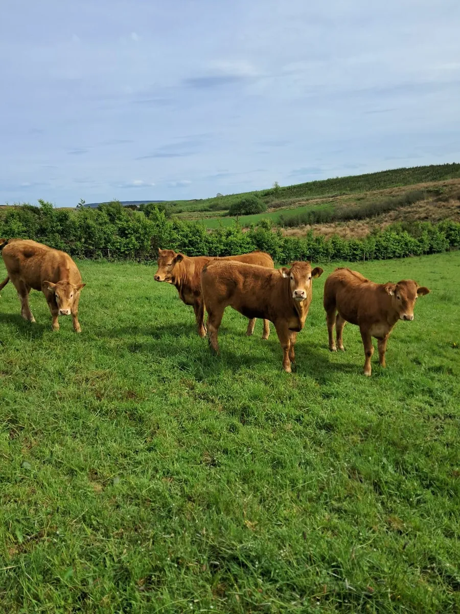 Livestock - Image 3