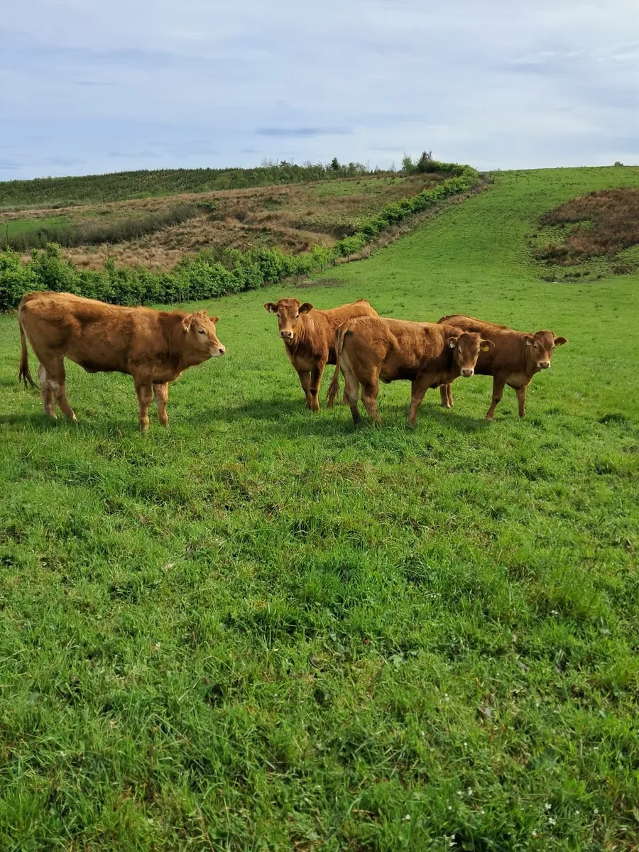 Livestock - Image 4