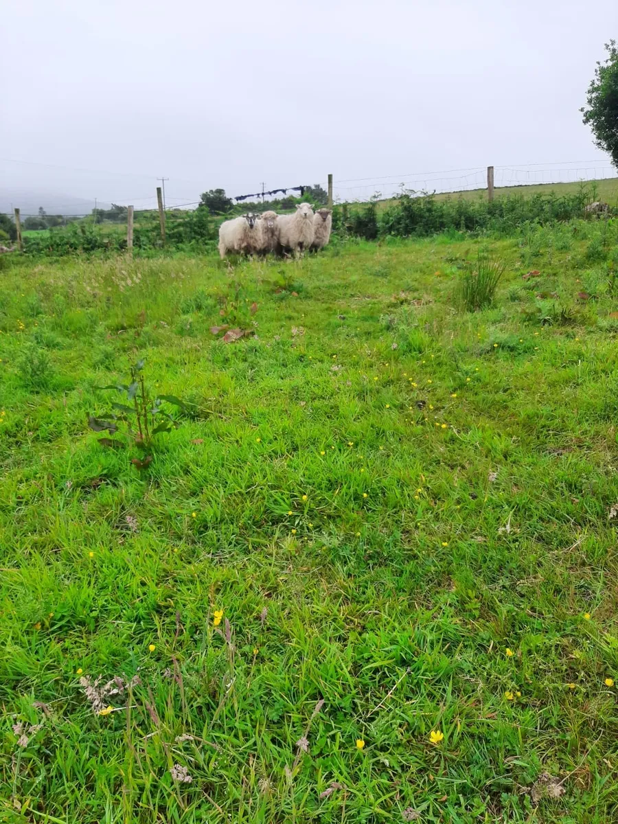 Organic Crossbred Hoggets - Image 2