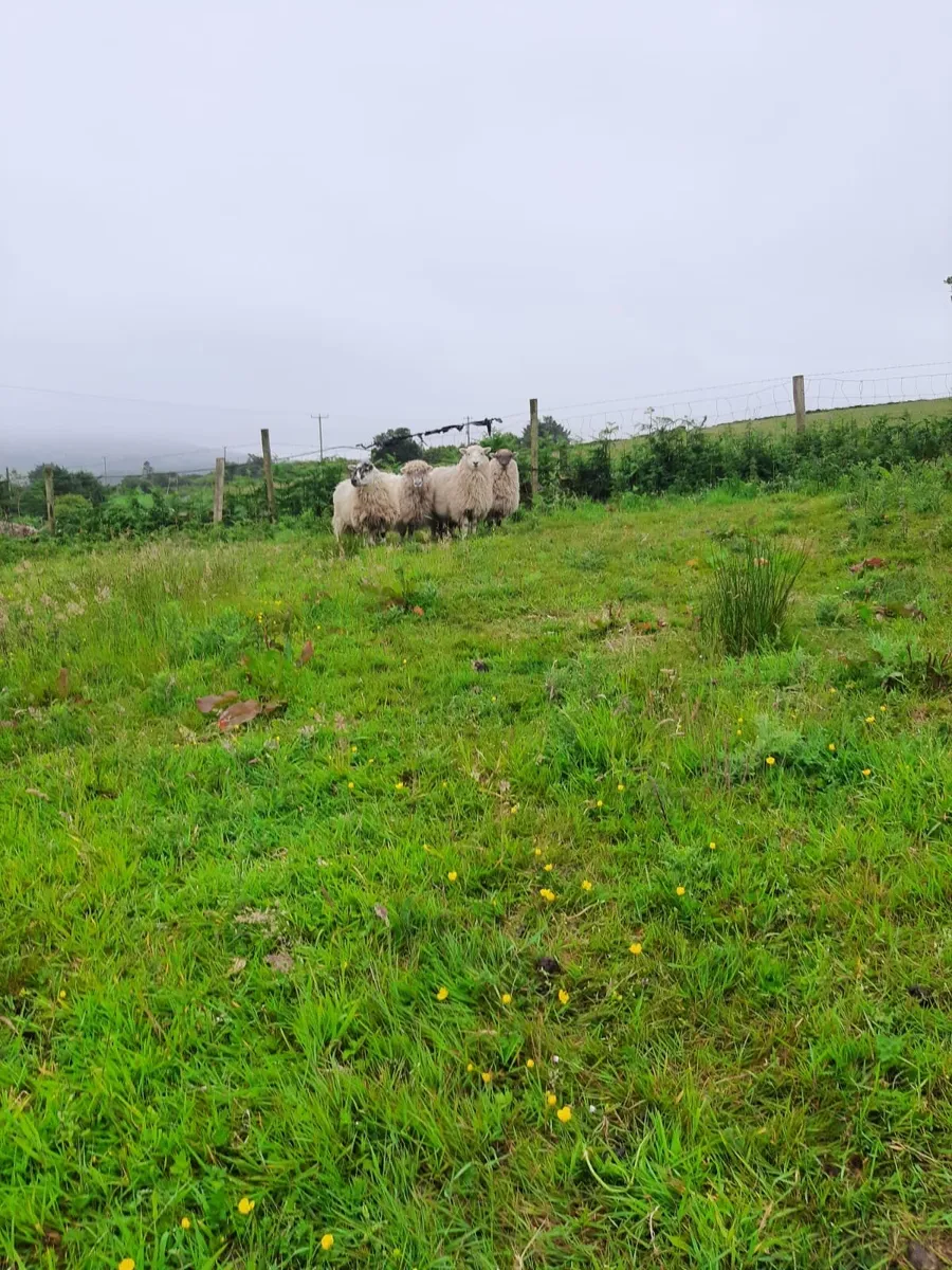 Organic Crossbred Hoggets - Image 3