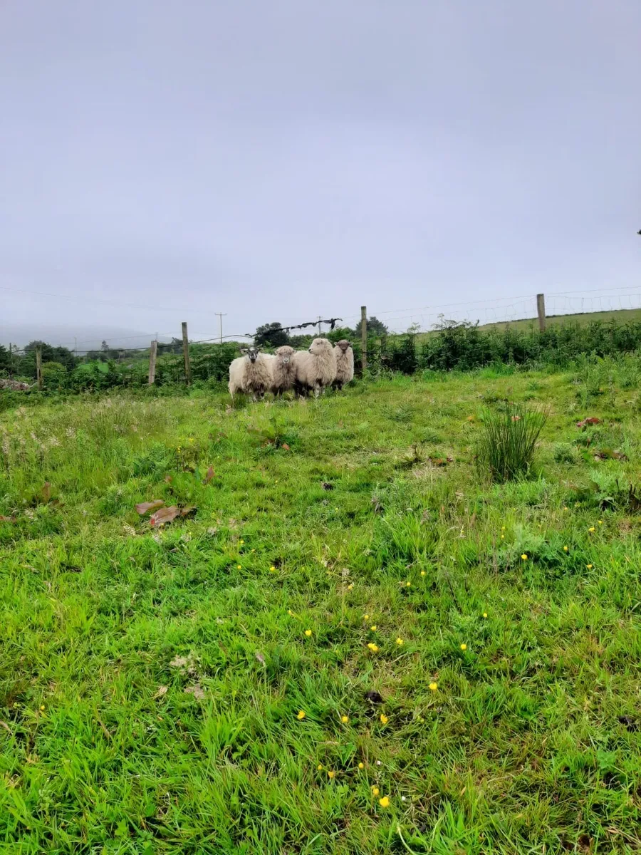 Organic Crossbred Hoggets - Image 1