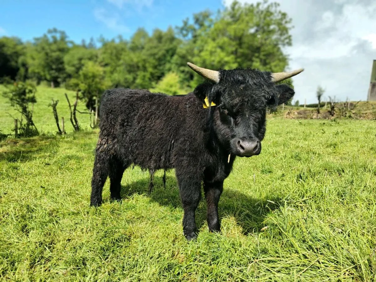 Highland Bull - Image 1