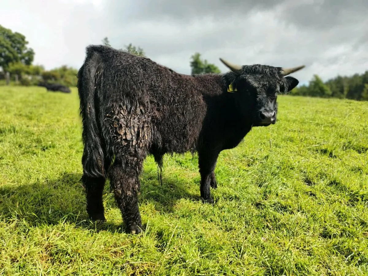 Highland Bull - Image 2
