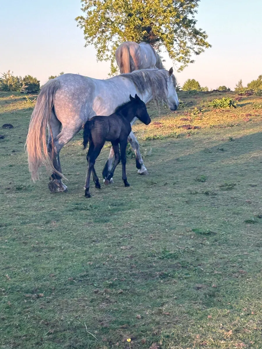 Connemara mares and foals - Image 2
