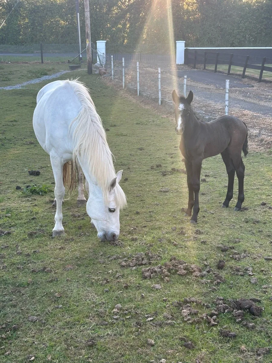 Connemara mares and foals - Image 3