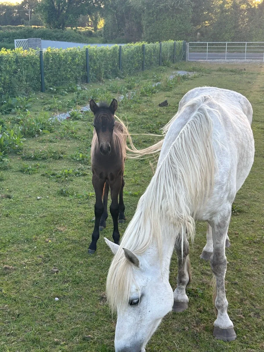 Connemara mares and foals - Image 4