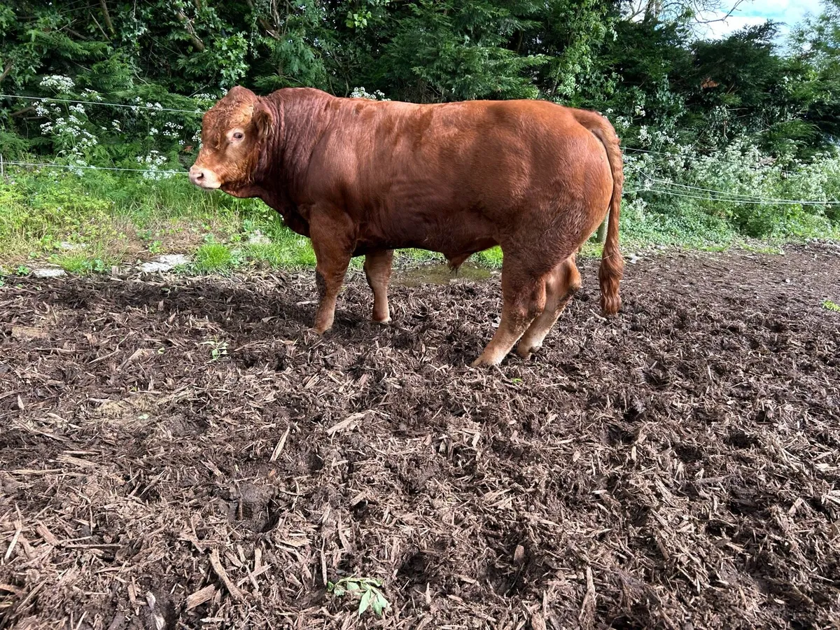 Limousin Bulls - Image 1