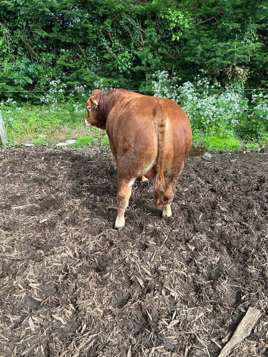 Limousin Bulls - Image 2
