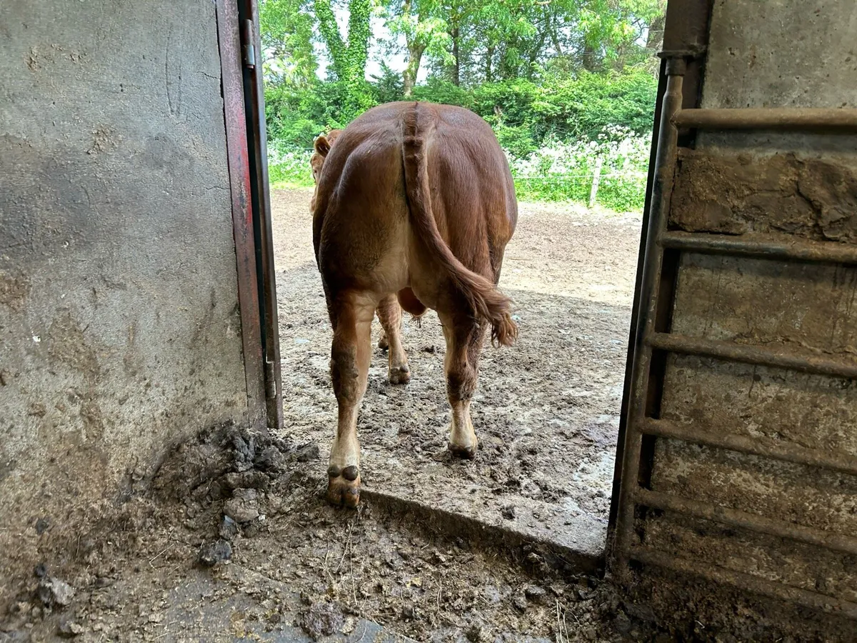 Limousin Bulls - Image 3