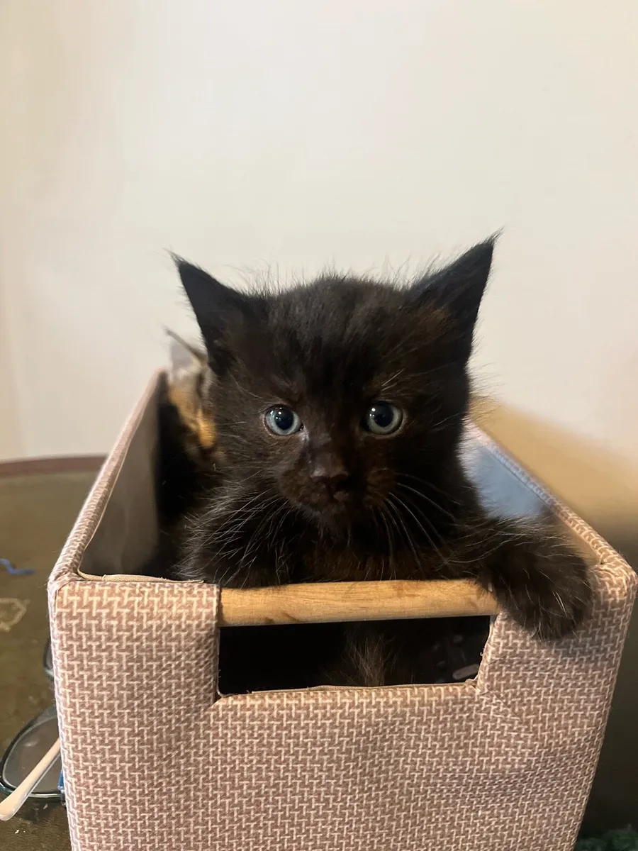 Kitten