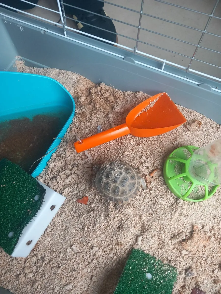 Tortoise - Image 1