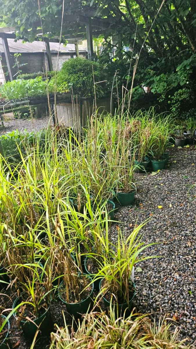 Grass Plants Three Euros - Image 1