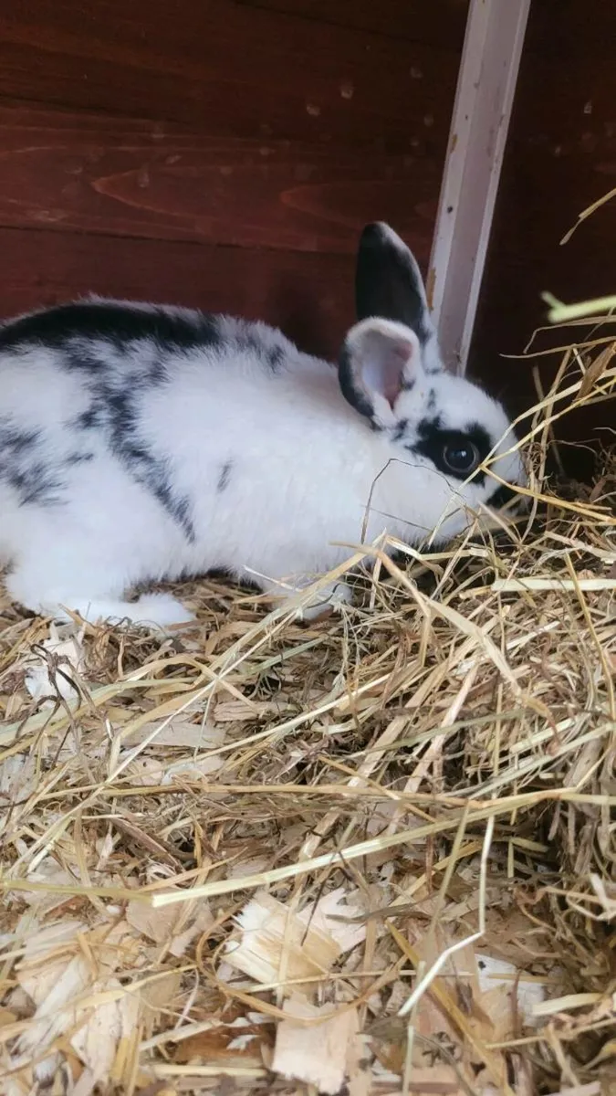 Last bunny available - Image 1