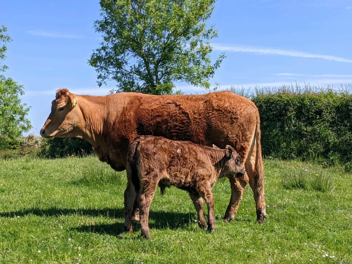 Cows - Image 1