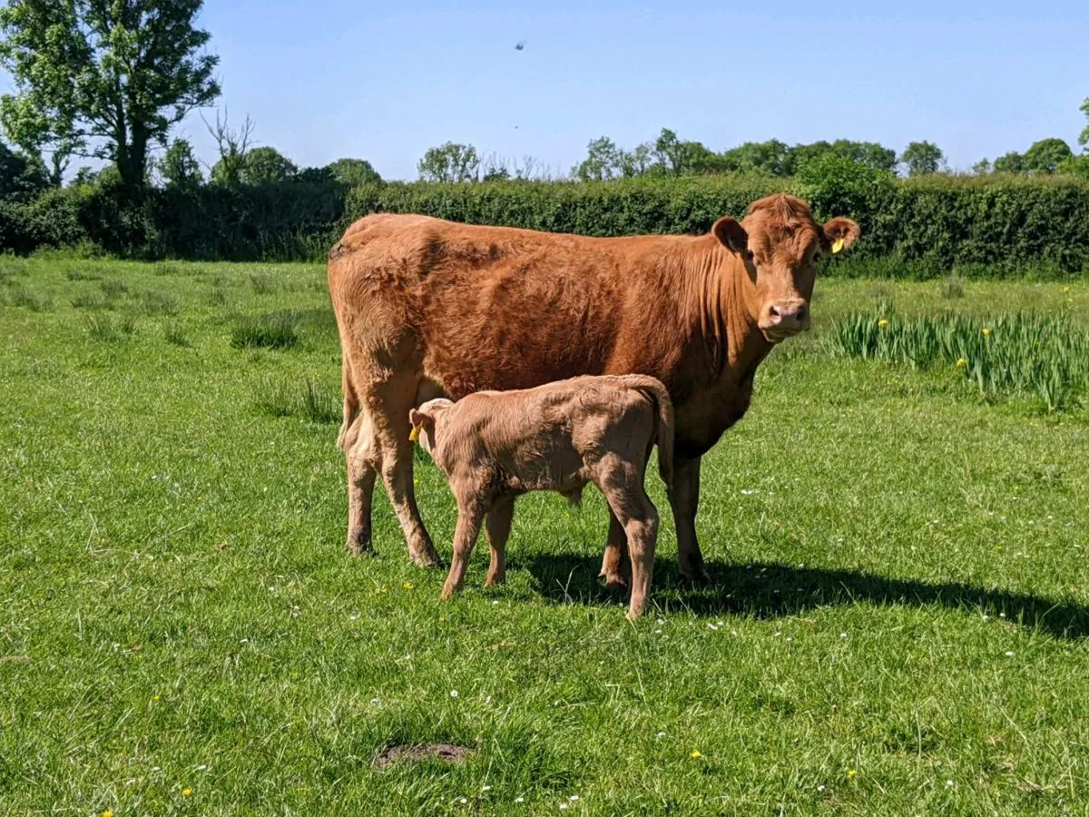 Cows - Image 2