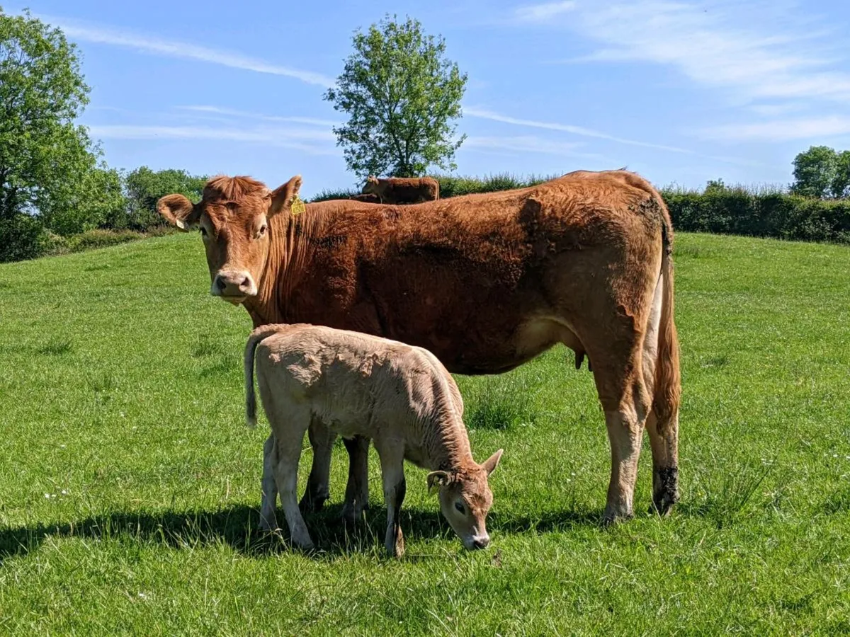 Cows - Image 3