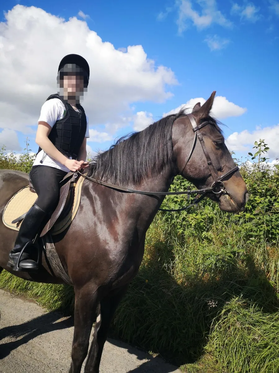 Horse - Image 1
