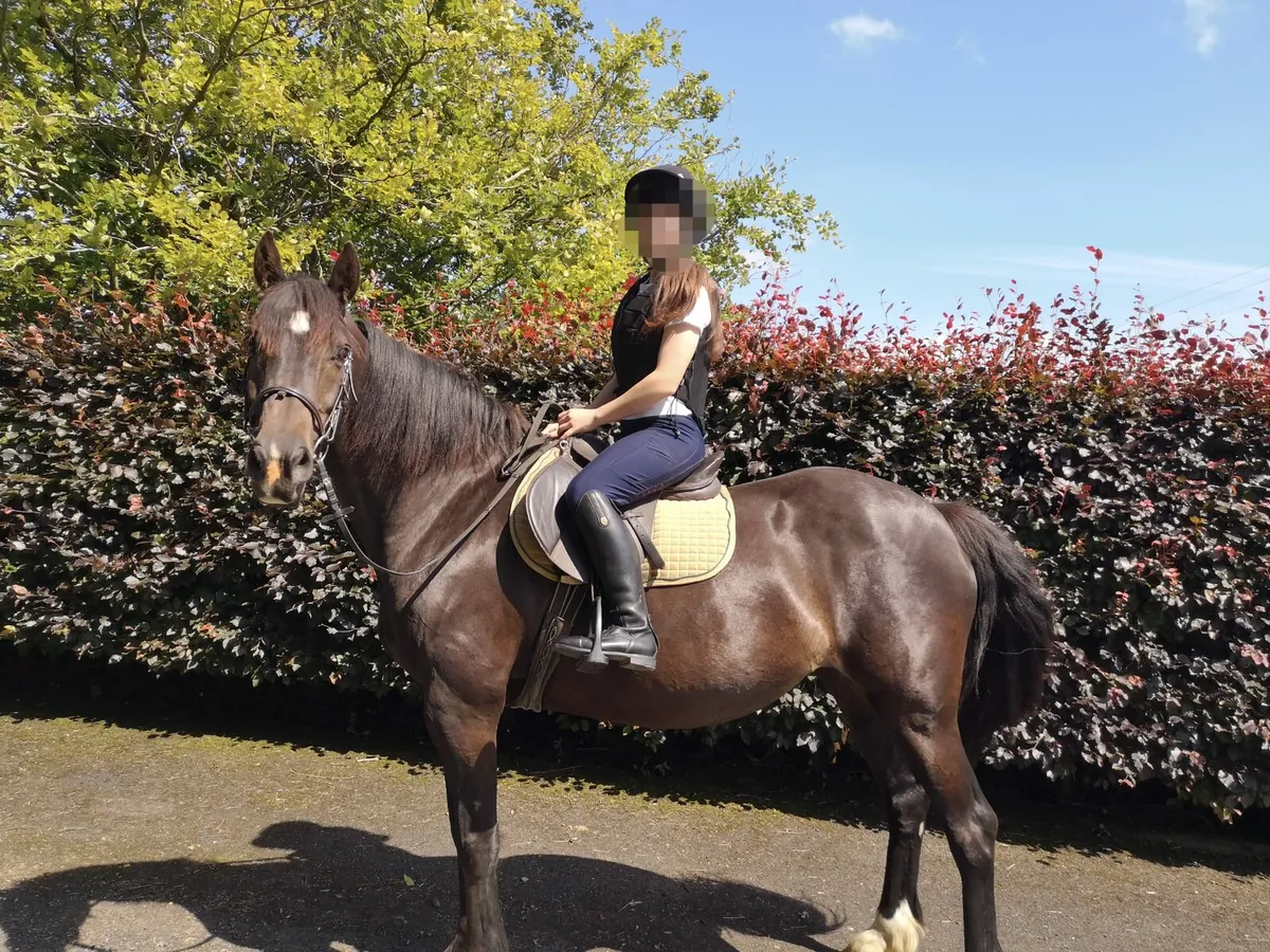 Horse - Image 2