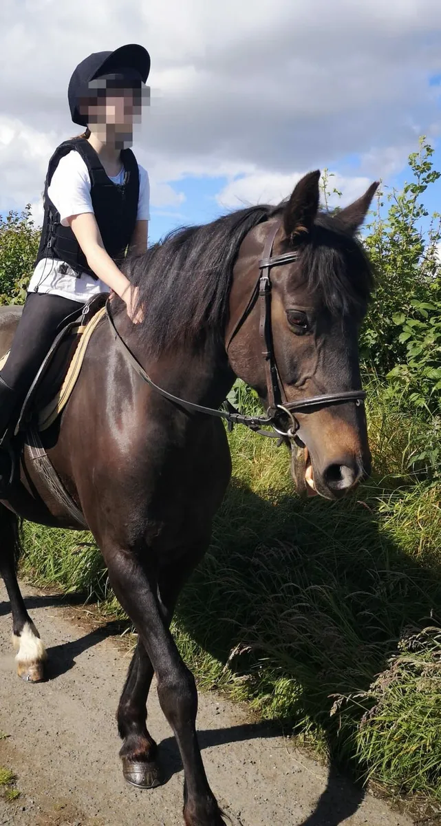 Horse - Image 3