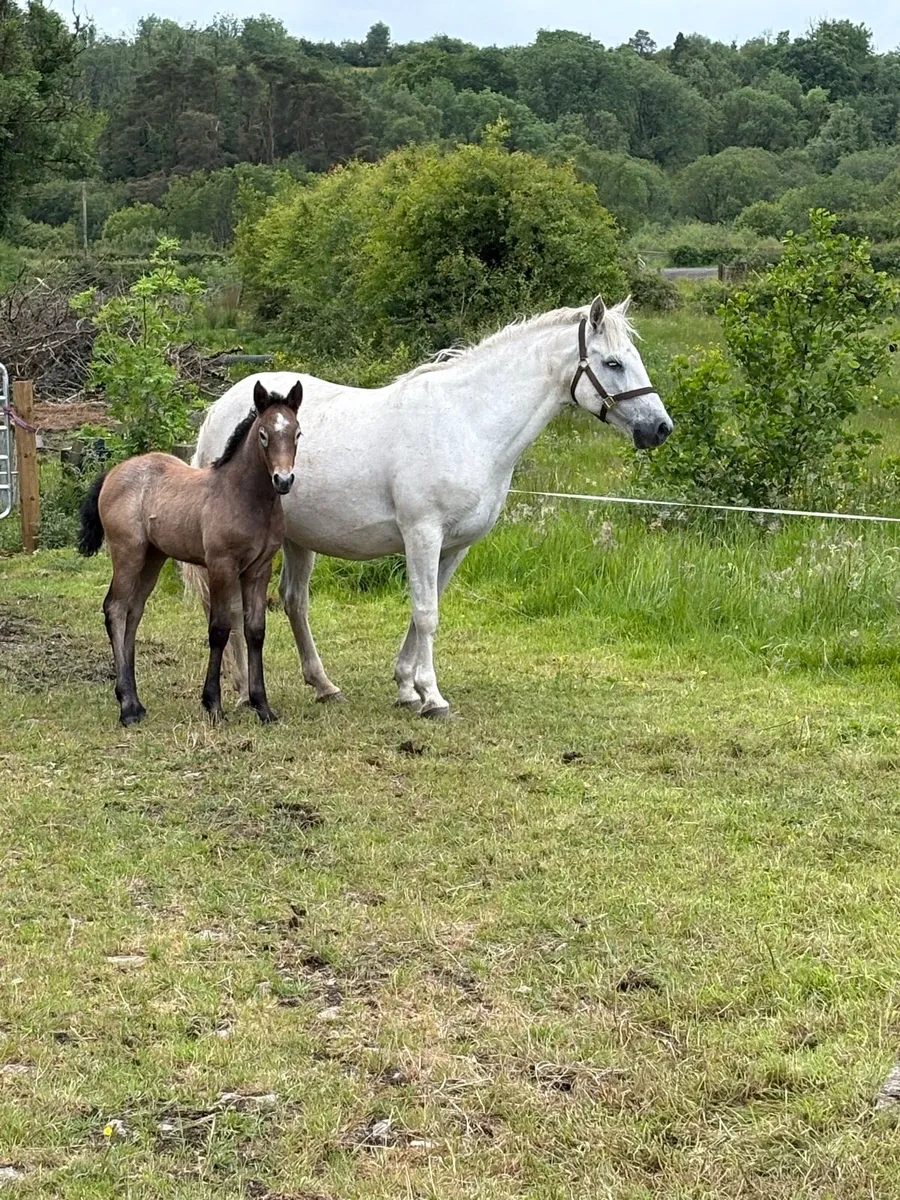 Mare and foal - Image 2