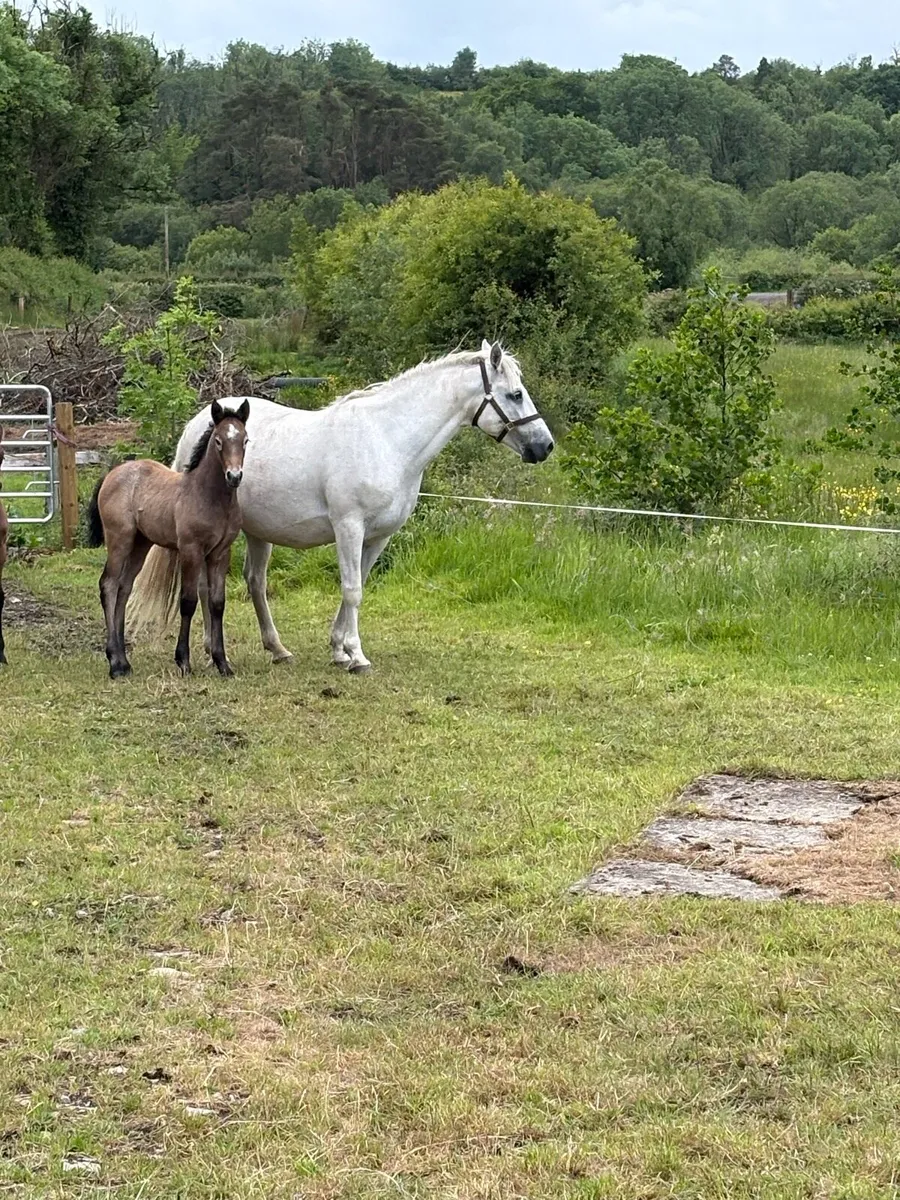 Mare and foal - Image 3