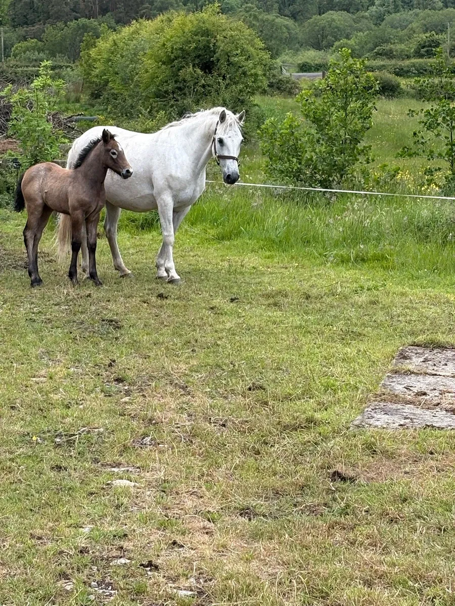 Mare and foal - Image 4