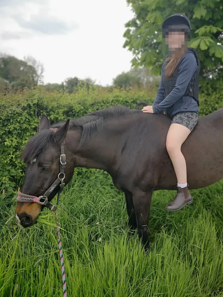Horse - Image 4