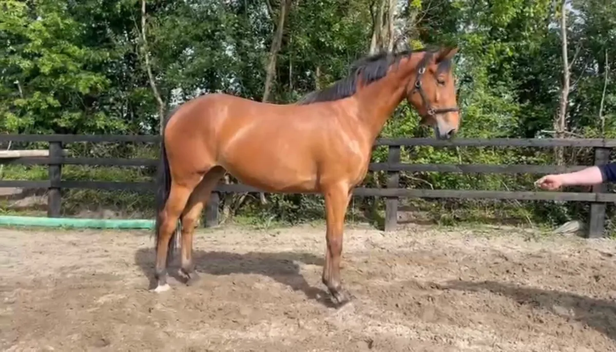 3yr old mare - Image 1