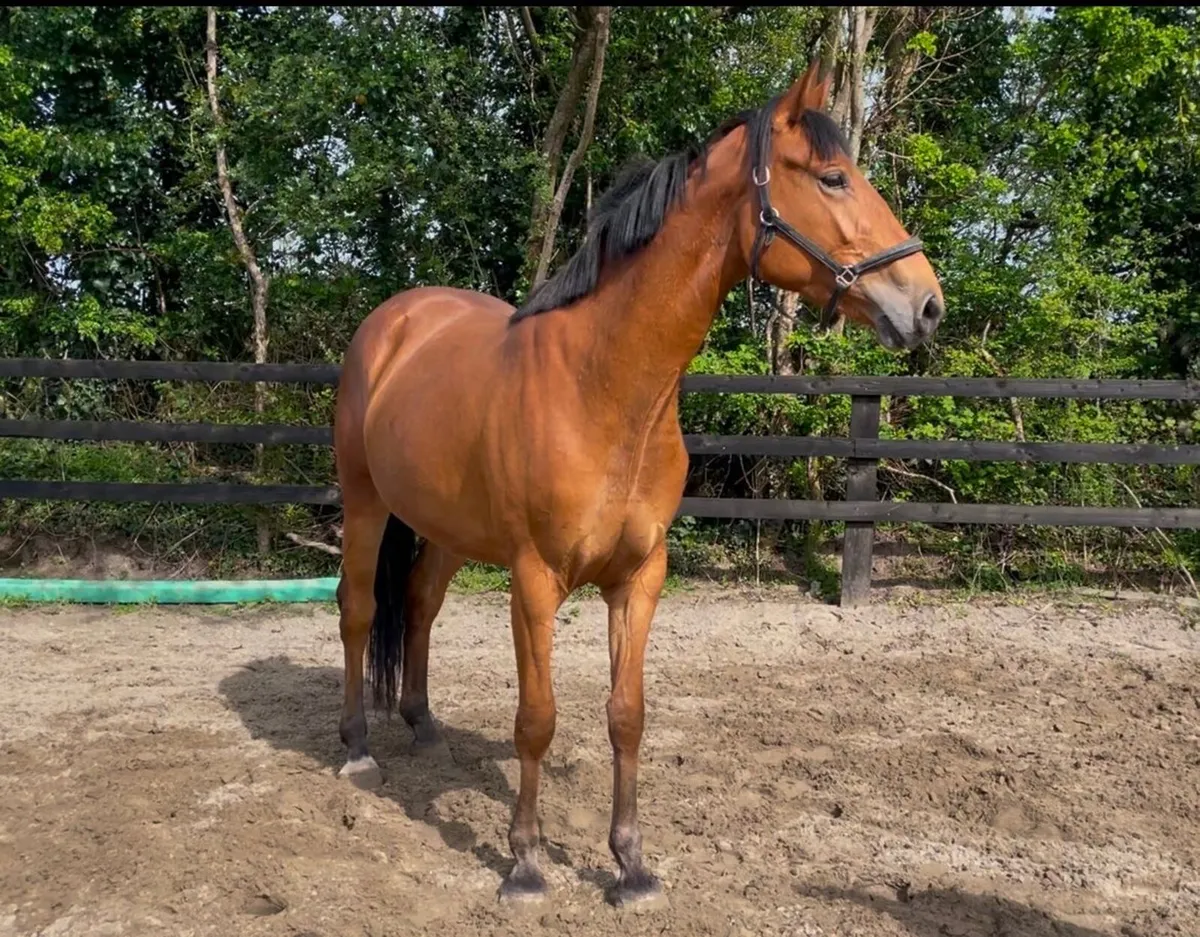 3yr old mare - Image 2