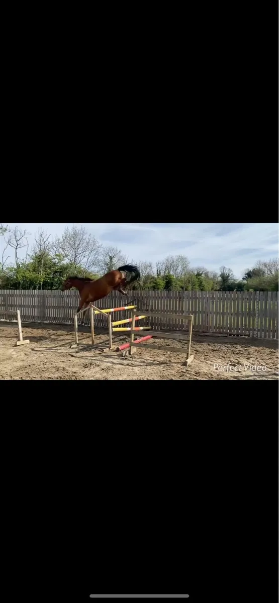 3yr old mare - Image 4