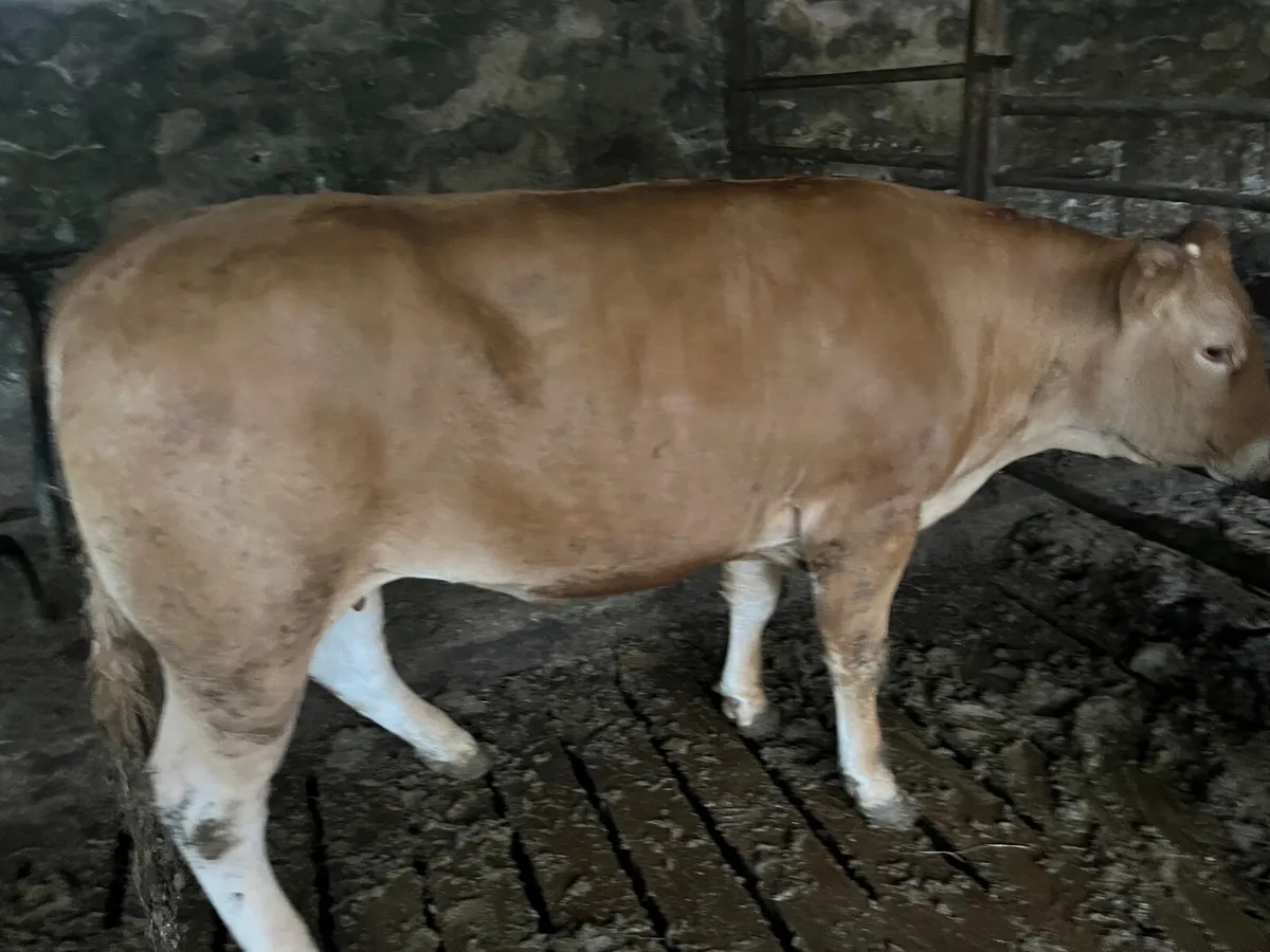 PBR Lim HF GORTATLEA - Image 1