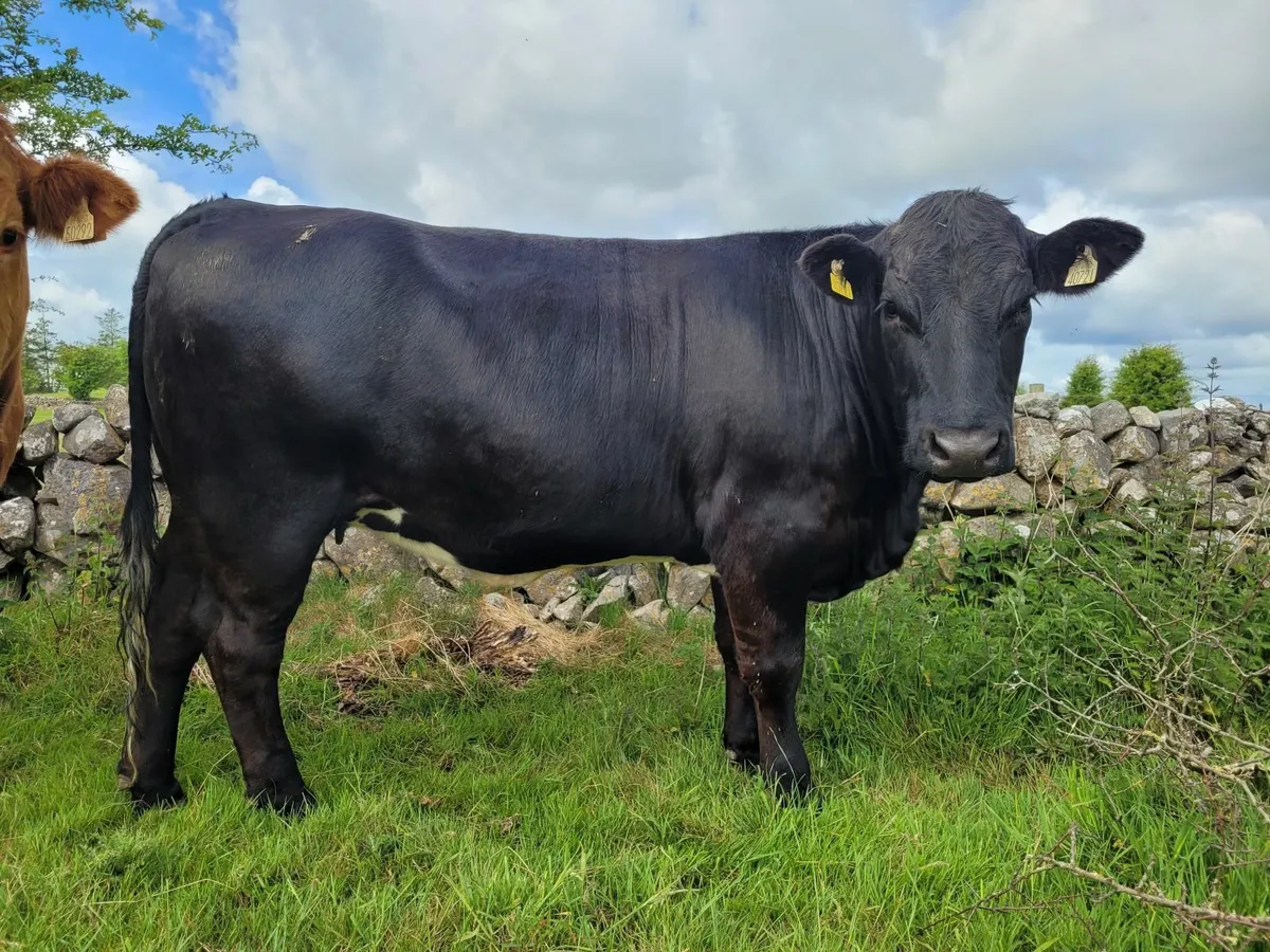 Top Quality Organic Bulling Heifer - Image 2
