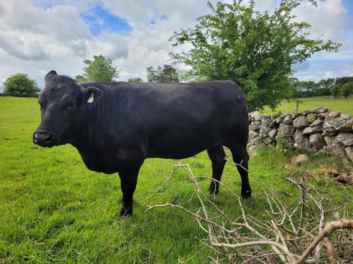 Top Quality Organic Bulling Heifer - Image 3