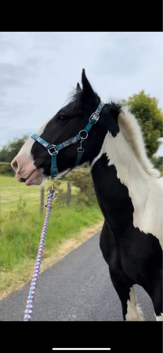 Monty - Image 1