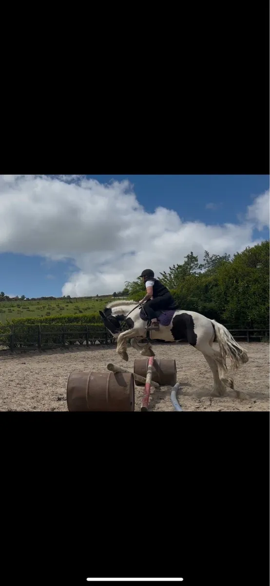 Monty - Image 4