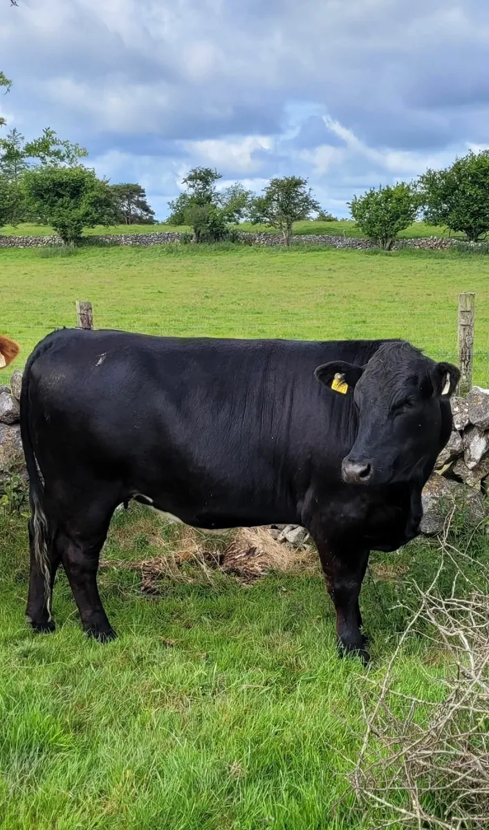 Top Quality Organic Bulling Heifer - Image 4