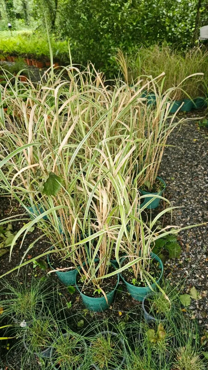 Grass Plants Three Euros - Image 3