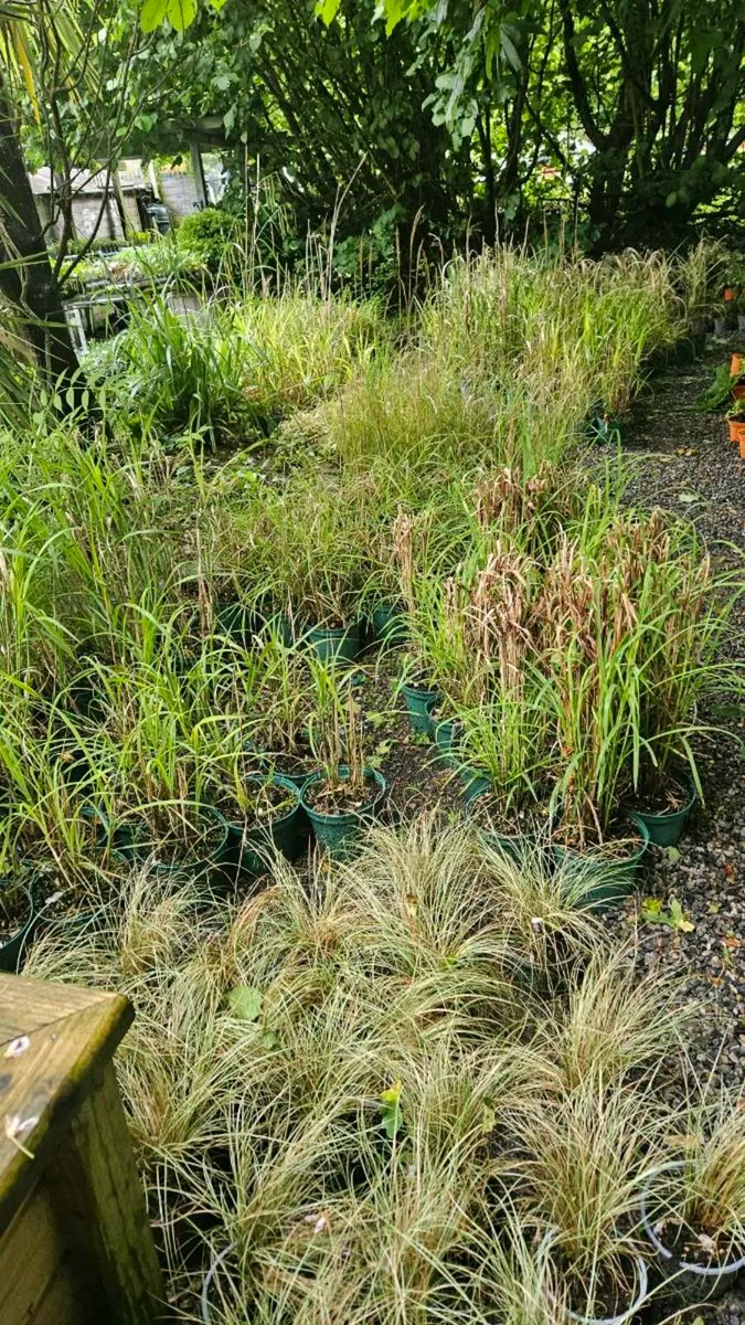 Grass Plants Three Euros - Image 4