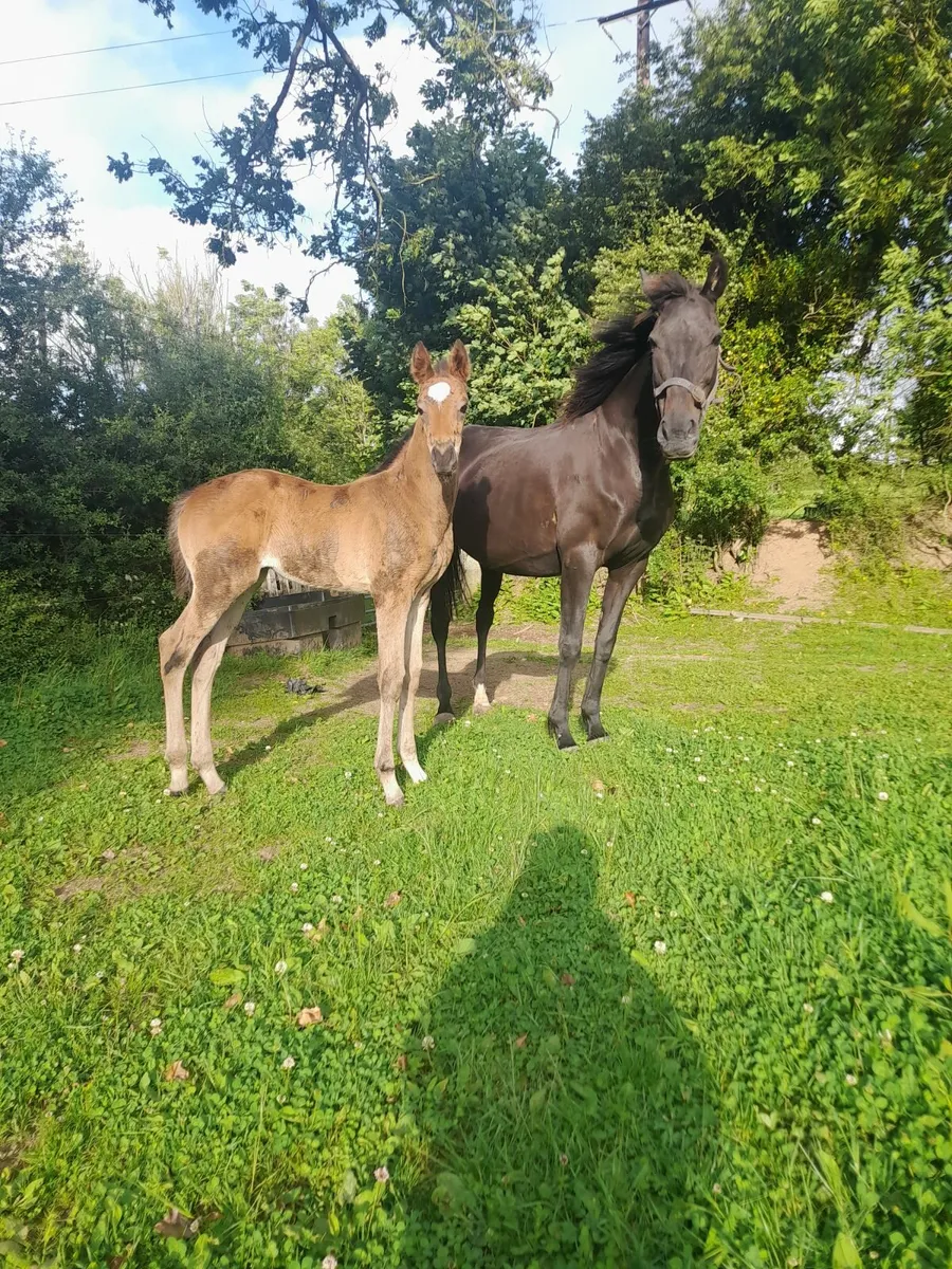 Mare with El Salvador foal - Image 1