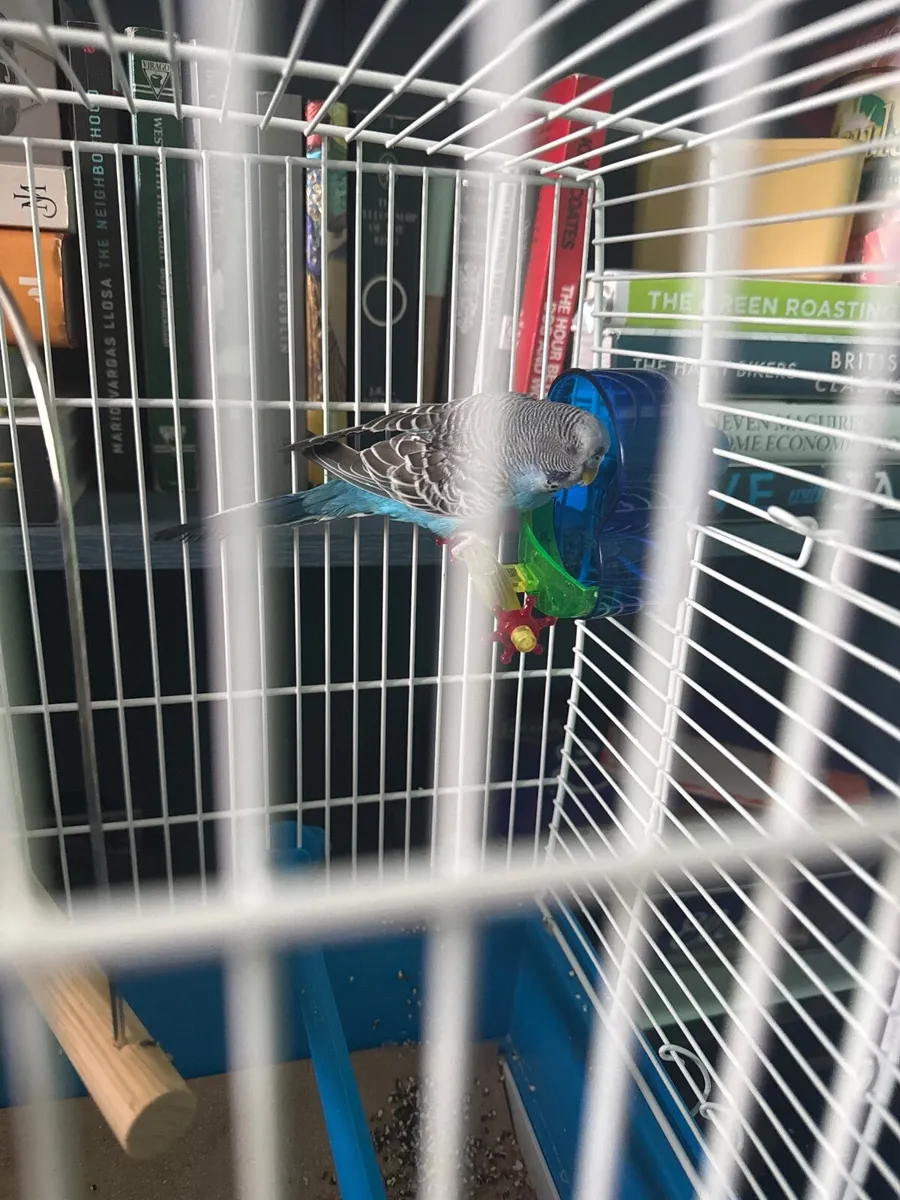 Bird - Image 2