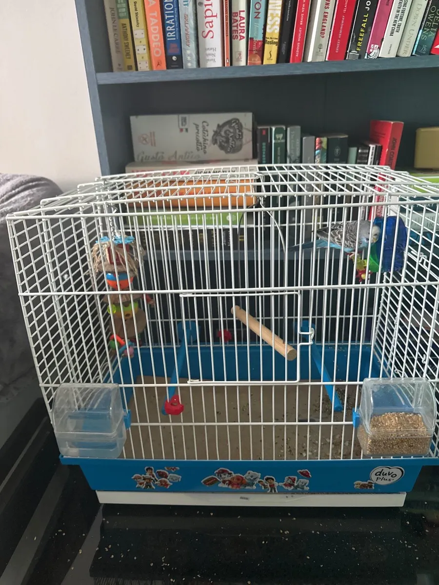 Bird - Image 3