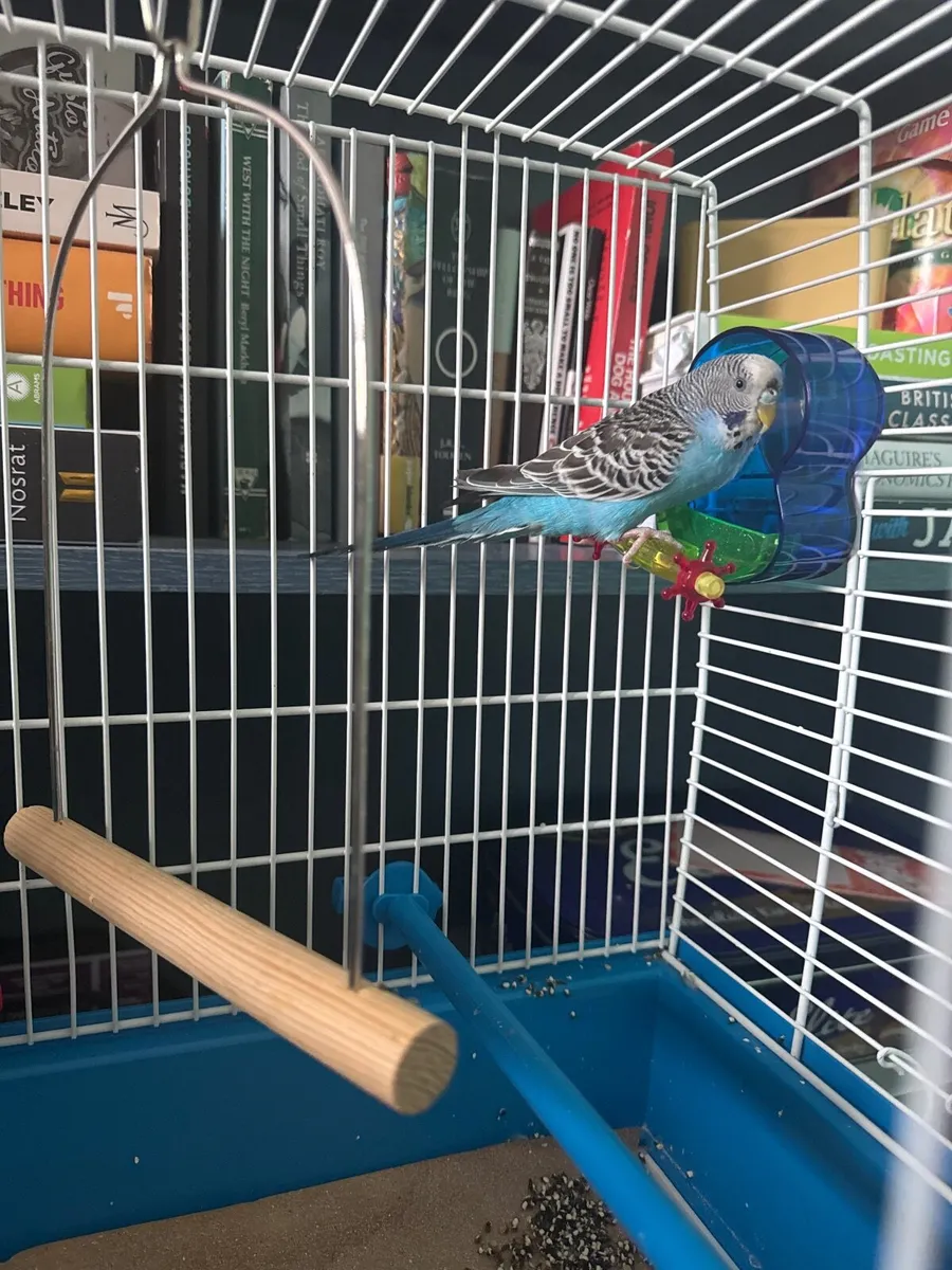 Bird - Image 1