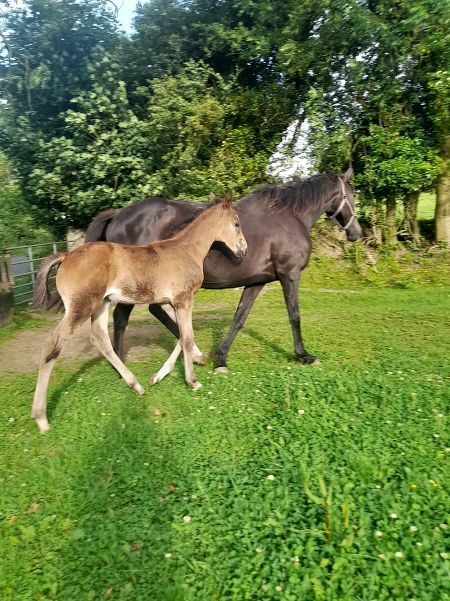 Mare with El Salvador foal - Image 2