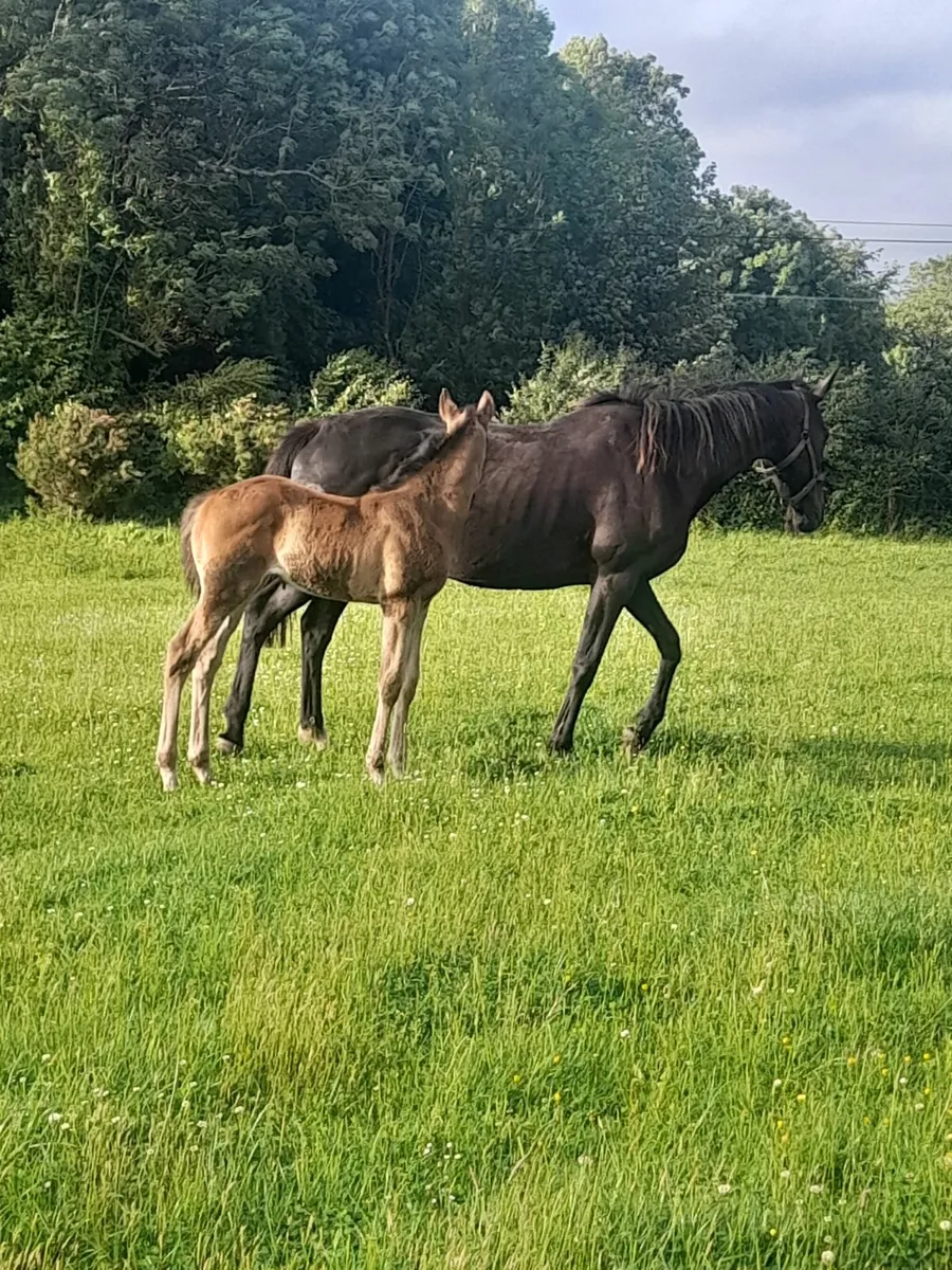 Mare with El Salvador foal - Image 3