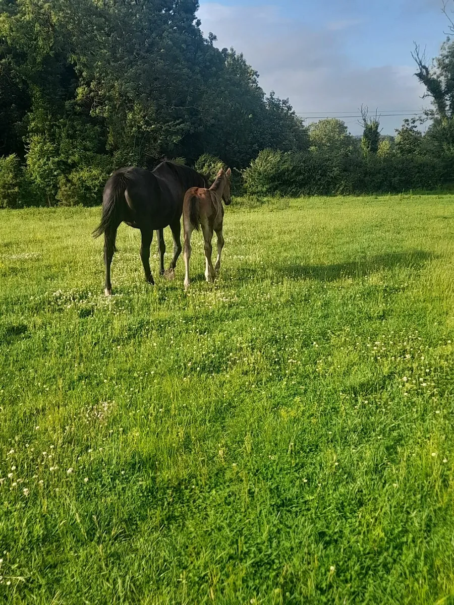 Mare with El Salvador foal - Image 4