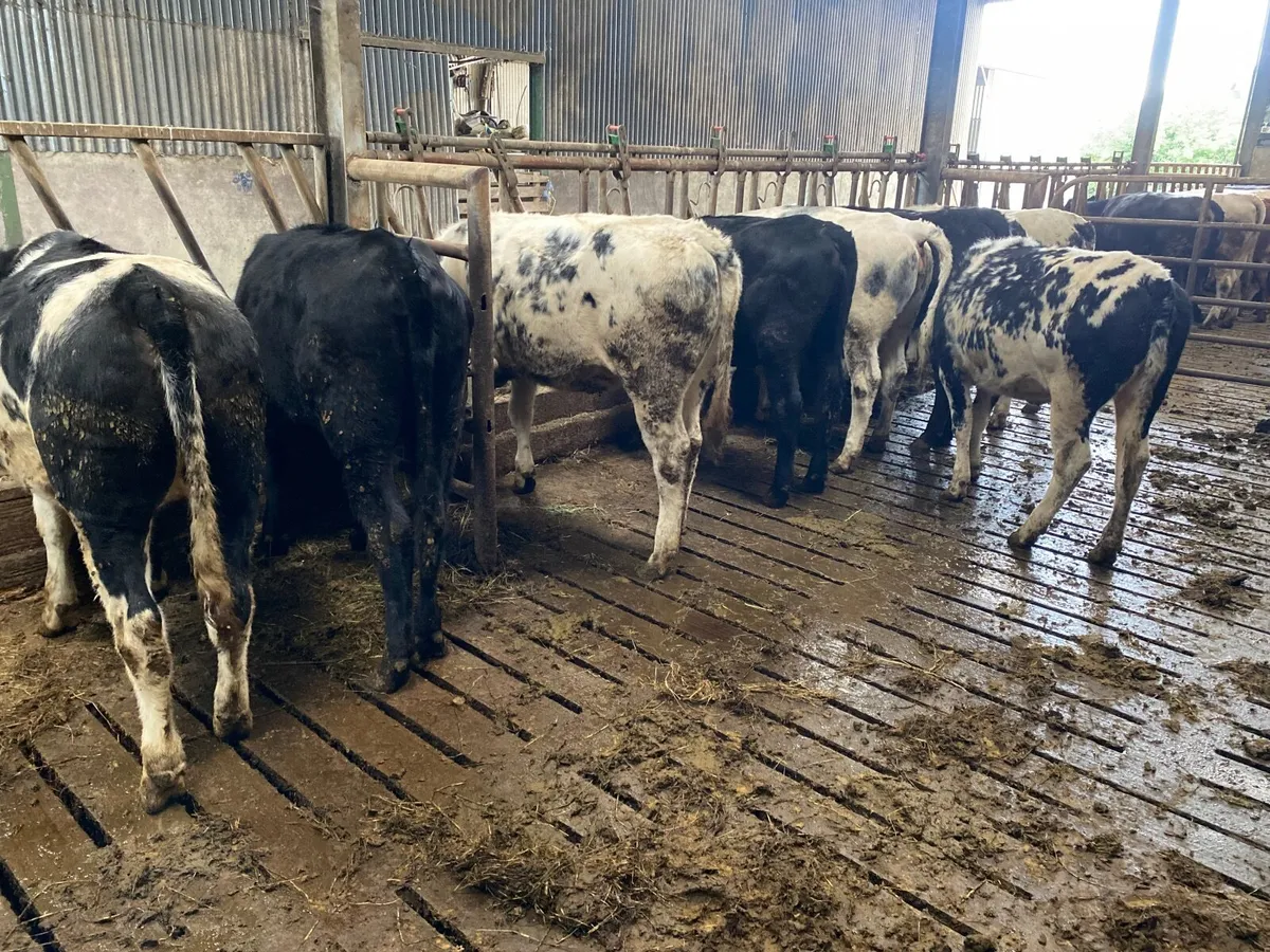 Heifers - Image 1