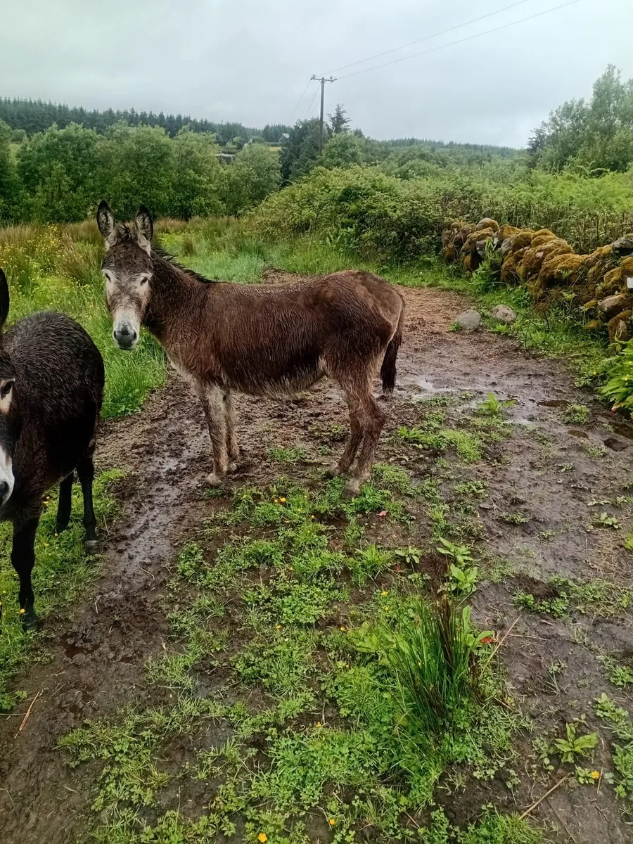 Donkeys - Image 1