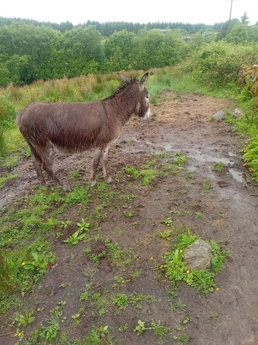 Donkeys - Image 2